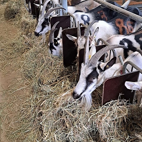 Ziegen bei der Fütterung