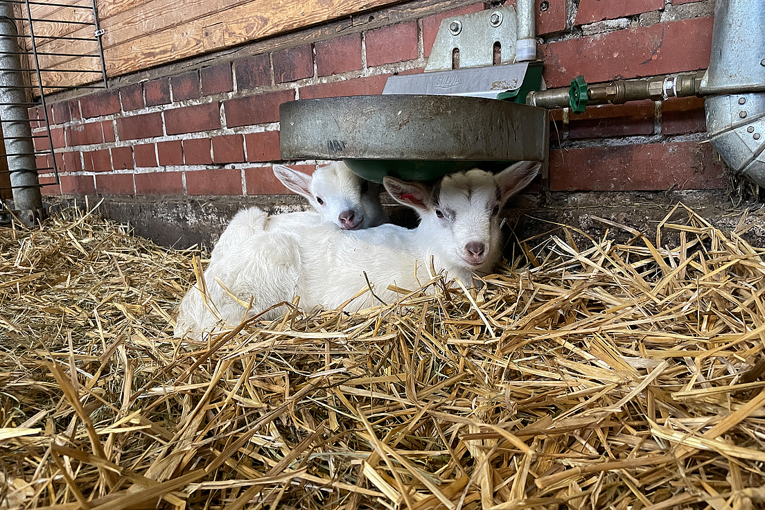 Zwei weiße Ziegenkinder liegen im Stroh unter einem Trinknapf an einer Backsteinwand.