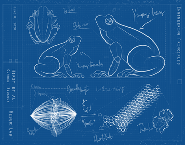 frog_tobias_kletter