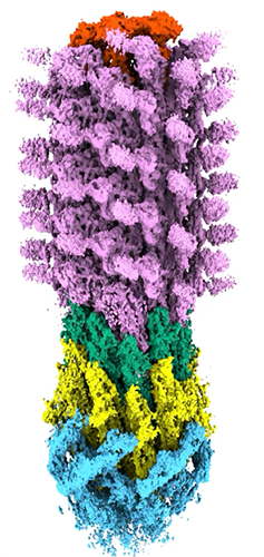 image-768-4ebe43a9b1399745d5019f73911c0cf9.png So sieht die Struktur einer Bakterien-Geißel aus: Der lange Faden, das sogenannte Filament (rosa). Die Kappe (orange), die hilft, den Faden zusammenzubauen. Weitere Teile sind der Haken (blau) und die Verbindung zwischen Haken und Faden (gelb und grün). Bild: Prof. Marc Erhardt