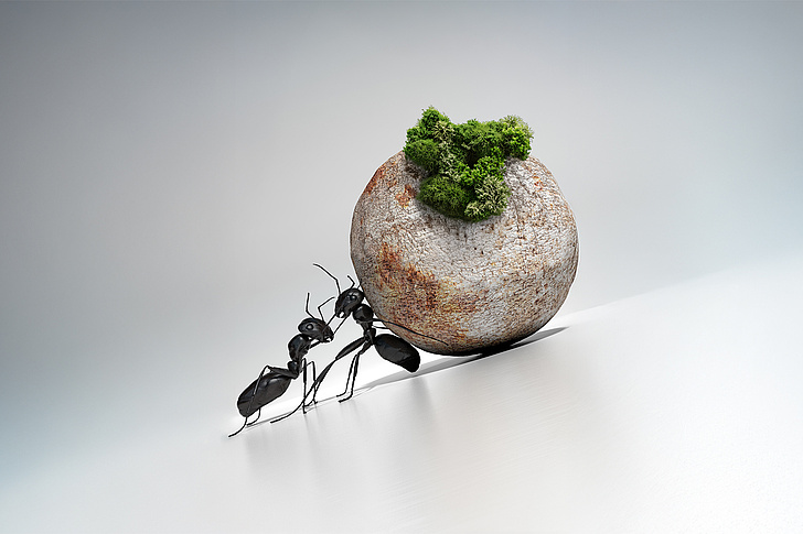 Ameisen schieben gemeinsam eine Kugel, die wie ein Stein aussieht. Auf der Kugel liegt etwas Moos