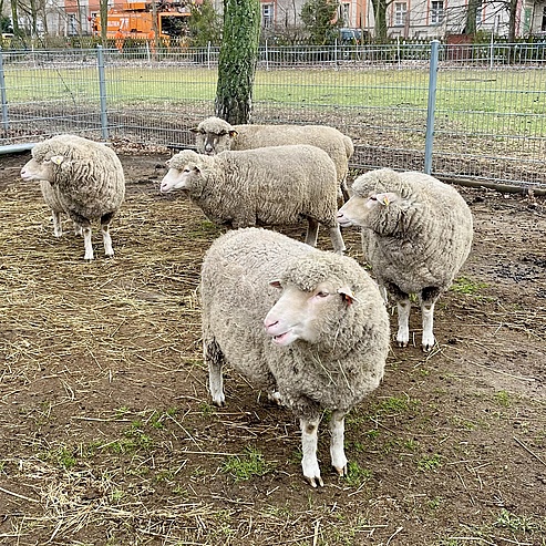 Tierhaltung Schaf