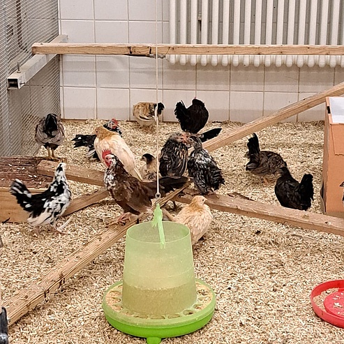 Tierhaltung Geflügel