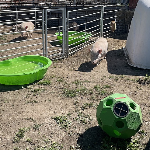Minipigs in der Tierhaltung.